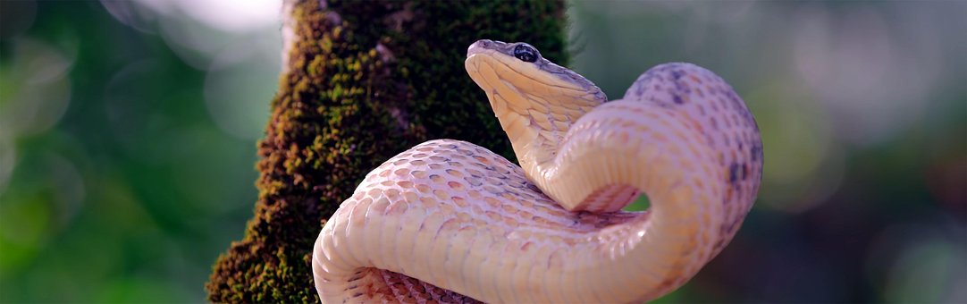Free Snake Anima photo and picture