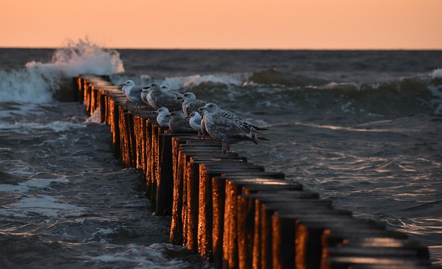 Vögel, Meer, Wellen, Strand, Sand, Küste