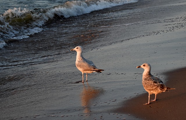 Vögel, Möwen, Strand, Natur, Sand, Küste