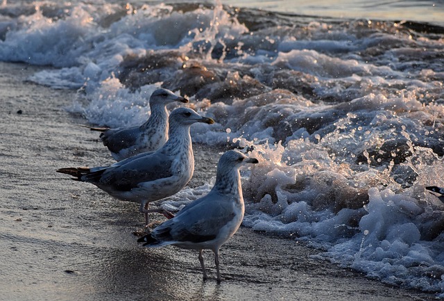Vögel, Strand, Sand, Meer, Wasser