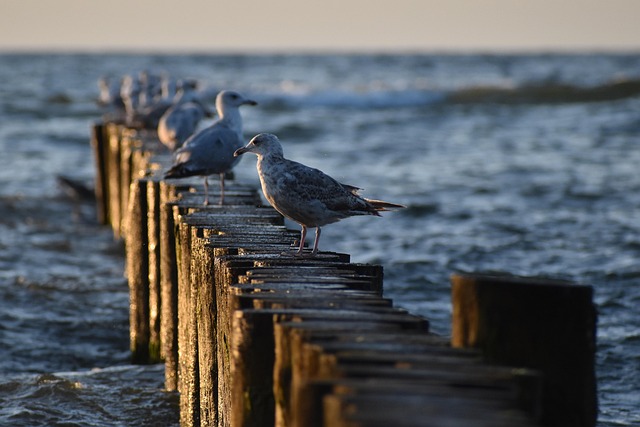 Vögel, Strand, Sand, Meer, Wasser