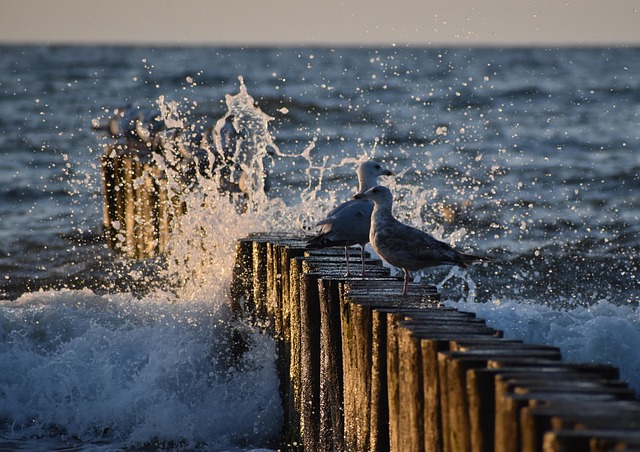 Vögel, Strand, Sand, Meer, Wasser