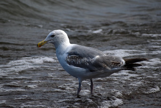 Vogel, Natur, Möwe, Meer, Strand