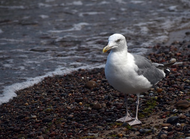Vogel, Möwe, Strand, Natur, Sand, Küste