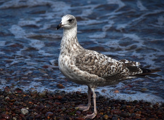 Vogel, Möwe, Meer, Strand, Wellen