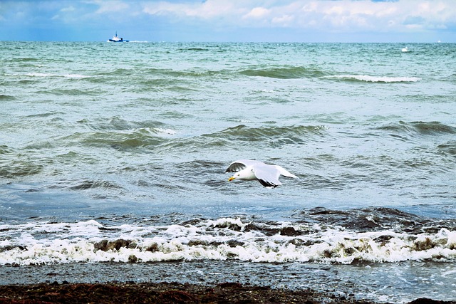 Free Sea Beach photo and picture