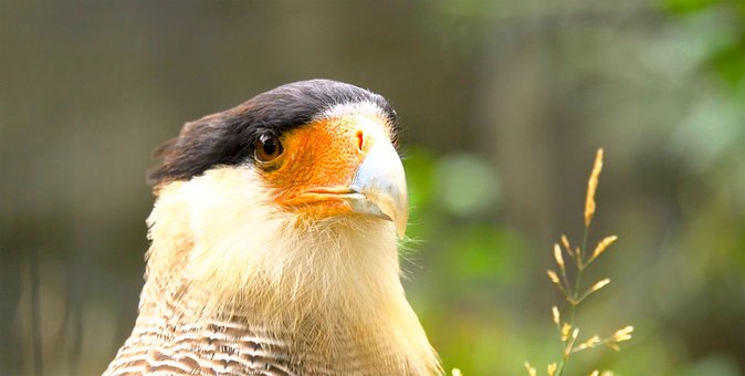 Free Bird Nature photo and picture