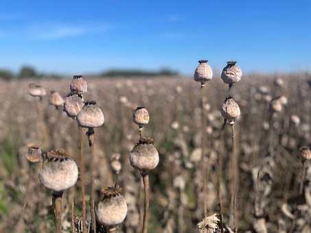 Valmue, Felt, Natur, Landskap, Anlegg