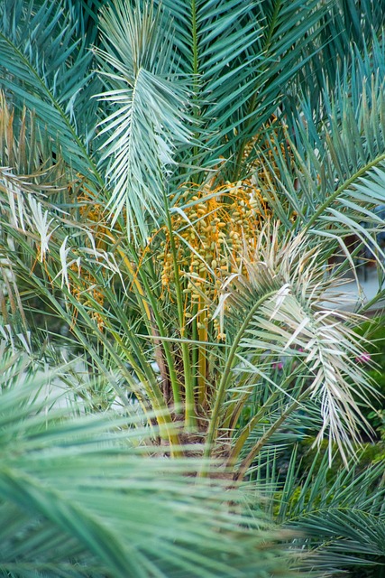Egypte, Woestijn, Palmbomen, Datums