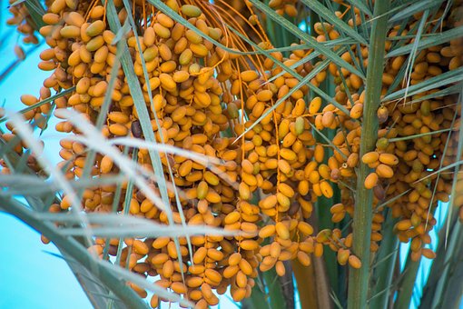 Egypte, Woestijn, Palmbomen, Datums