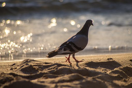 Duif, Strand, Zonsondergang, Zee, Kust