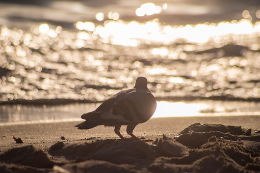 Duif, Zonsondergang, Strand, Zee, Kust