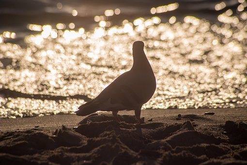 Duif, Strand, Zonsondergang, Zee, Kust