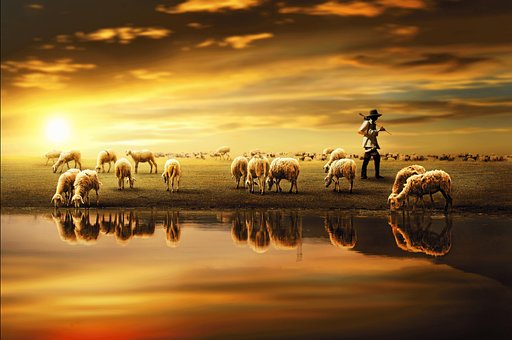 Free Sheep Animal illustration and picture