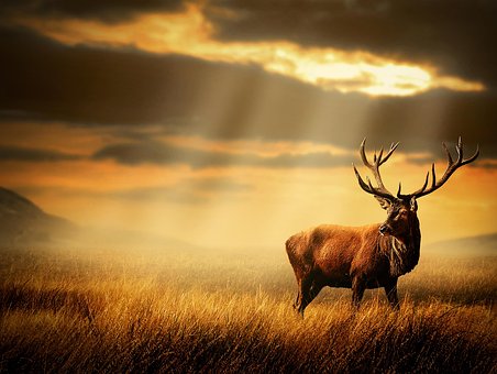 Free Deer Sunset photo and picture