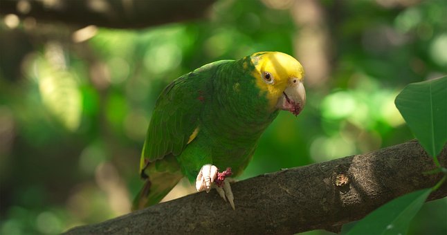 Free Bird Animal photo and picture