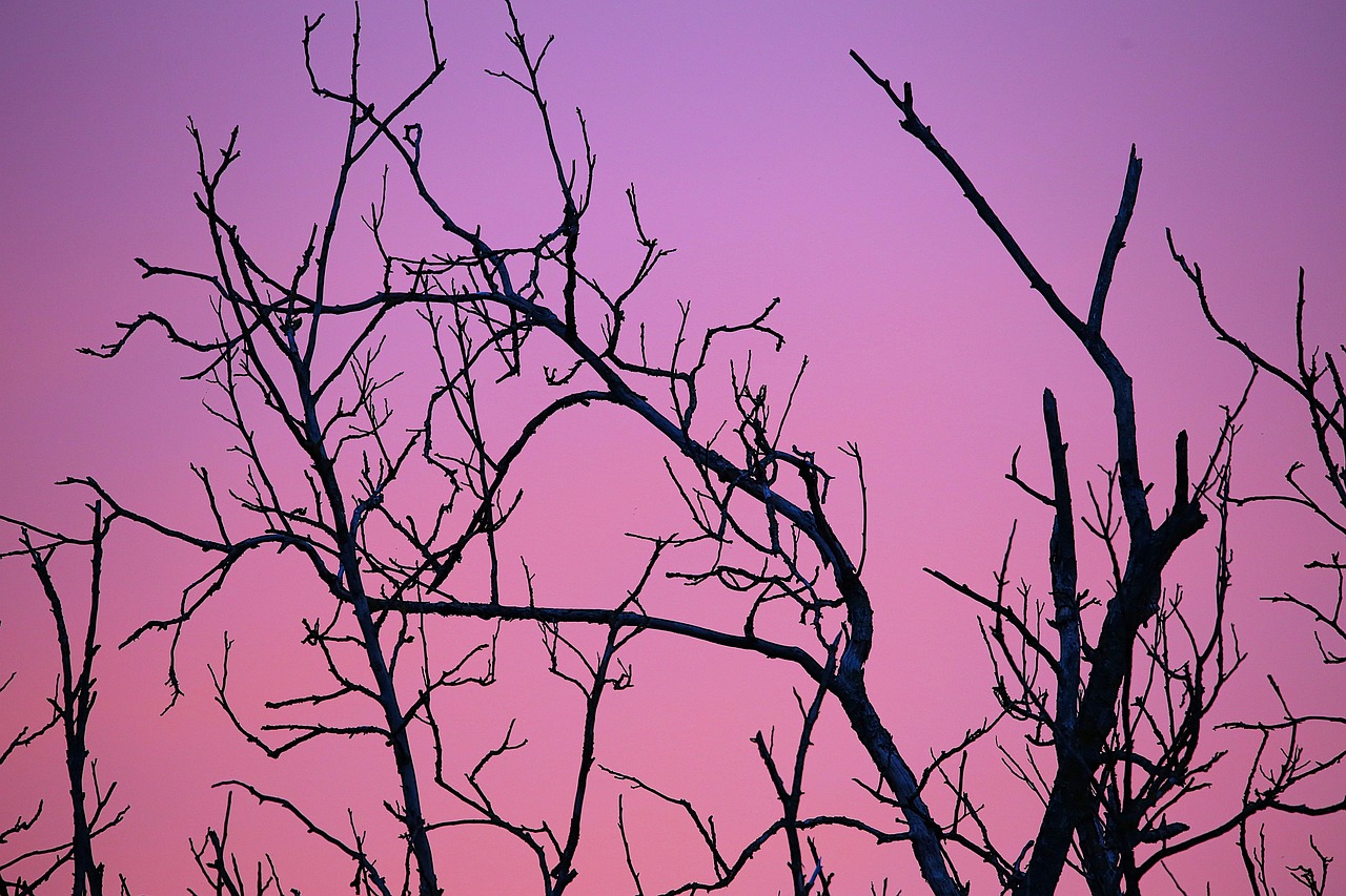 Pohon Kenari Kering Ranting Malam - Foto gratis di Pixabay