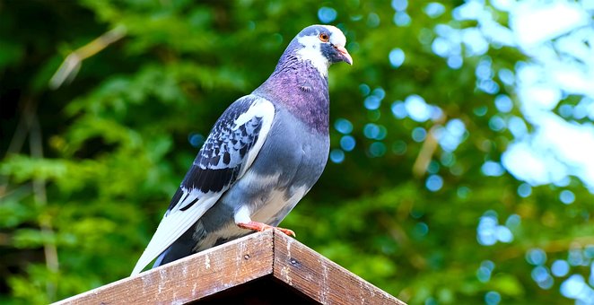 Free Bird Nature photo and picture