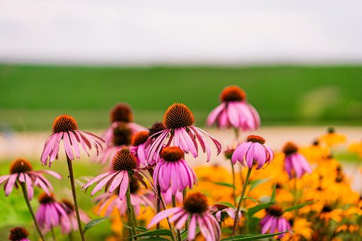 Flor, Planta, Pétalos, Bloom, Florecer