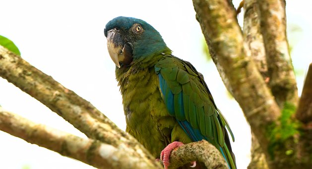 Free Bird Nature photo and picture