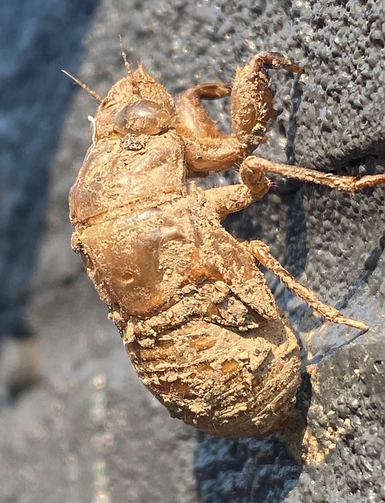 Sacida Insects Cicada Metamorphosis Growth - Free photo on Pixabay