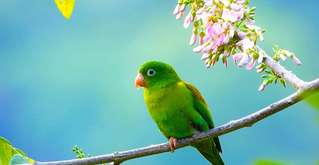 Free Bird Nature photo and picture
