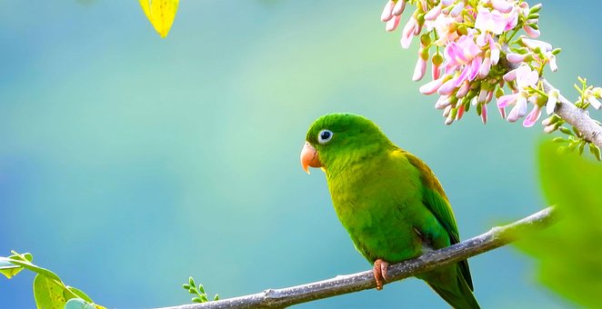 Free Bird Nature photo and picture