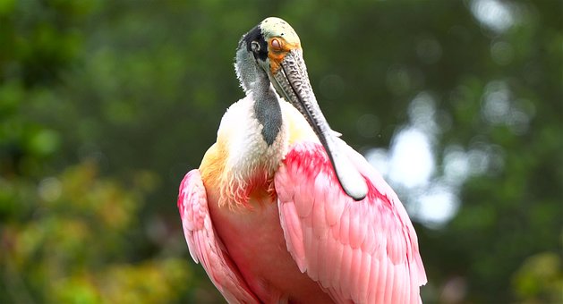 Free Bird Nature photo and picture