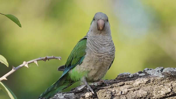 Free Bird Nature photo and picture
