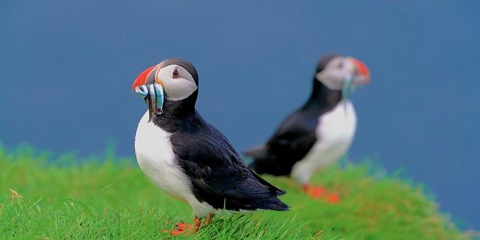 Free Nature Bird photo and picture