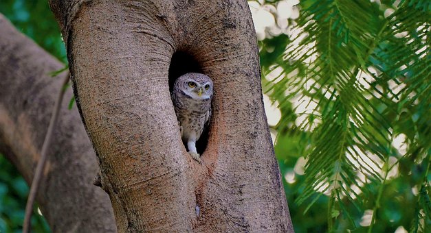 Free Owl Bird photo and picture