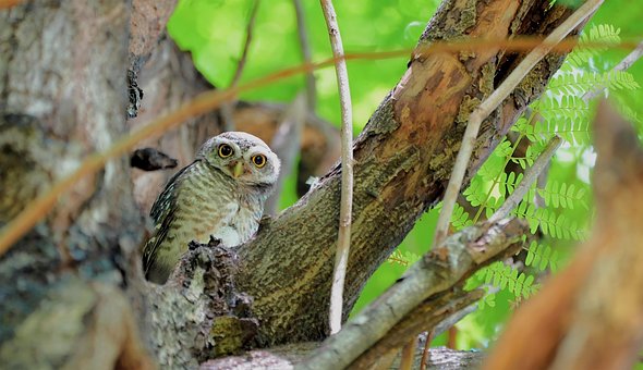 Free Owl Bird photo and picture