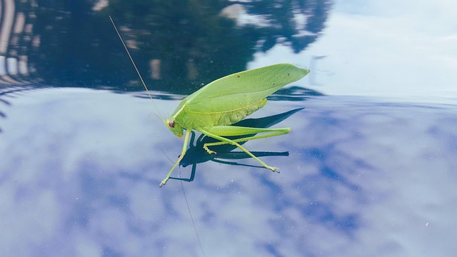 Criquet Insecte Vert - Image gratuite sur Pixabay - Pixabay