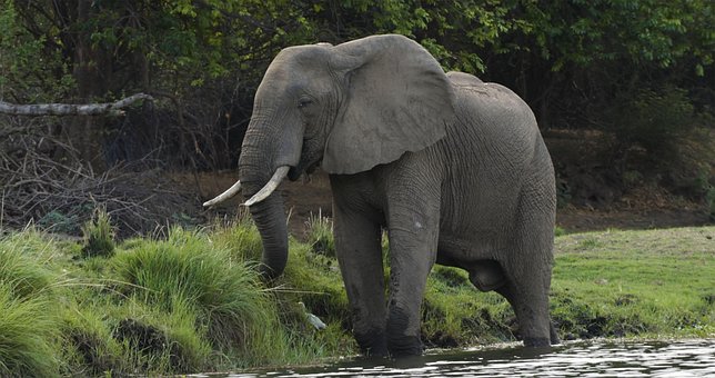 Free Elephant Nature photo and picture