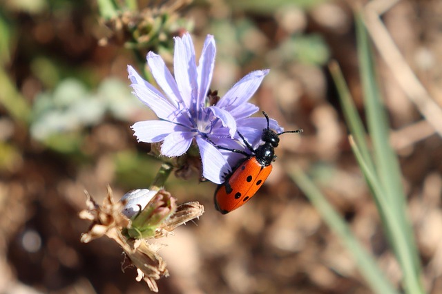 Mylabris, Insekt, Blume, Natur, Tierwelt