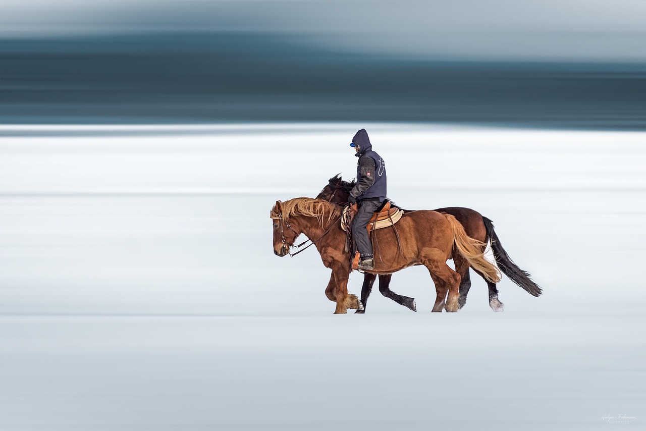 Horse Riding Winter Horses - Free photo on Pixabay - Pixabay