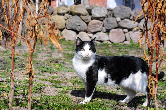 Free Cat Animal photo and picture