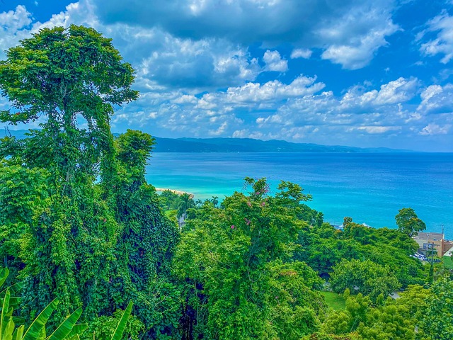 Free Nature Forest photo and picture