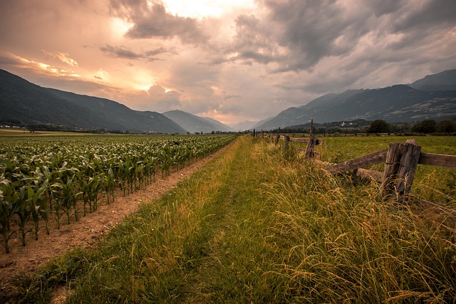 Free Cornfield Corn photo and picture