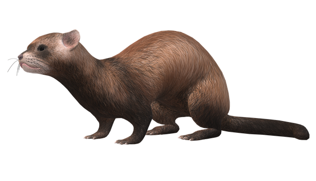 Free ferret animal mammal illustration