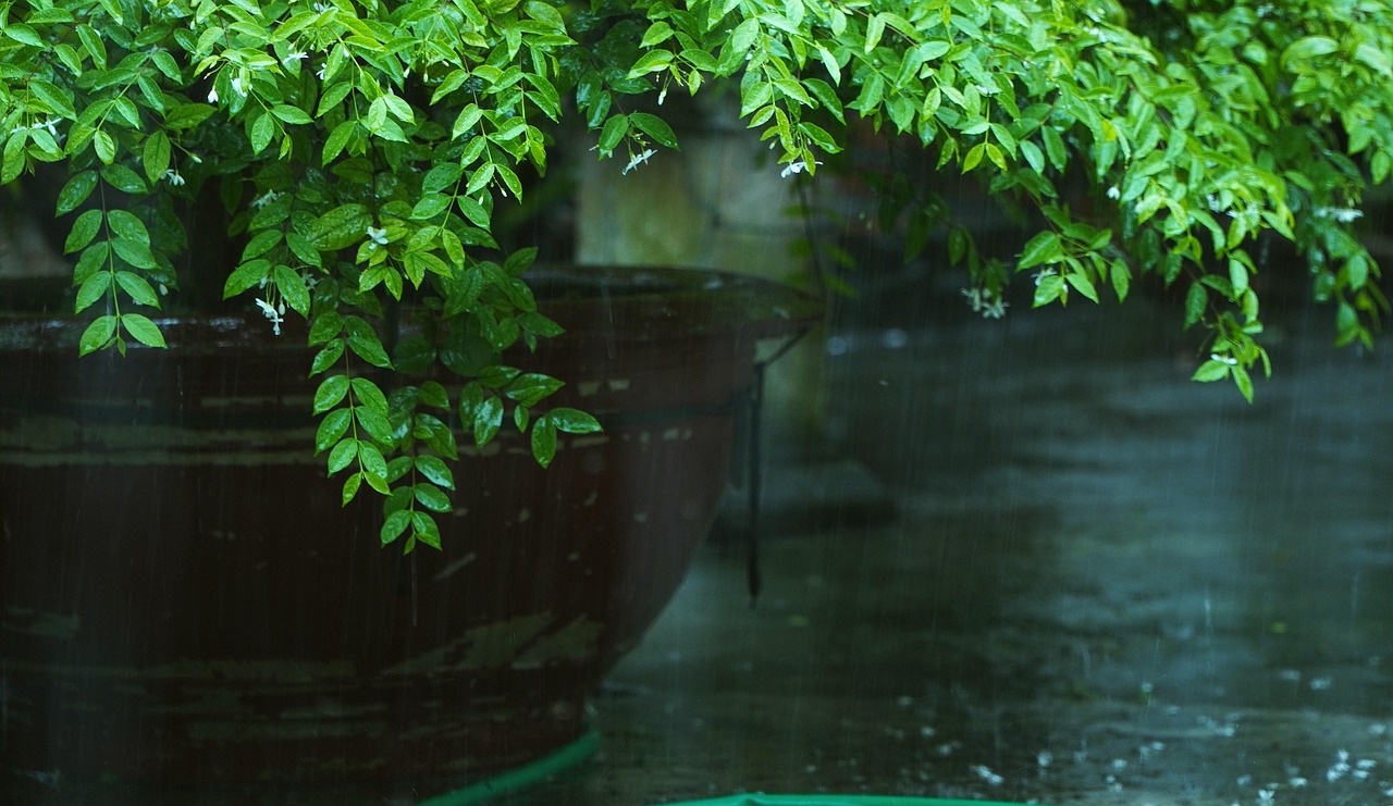 天气 雨 树 - Pixabay上的免费照片