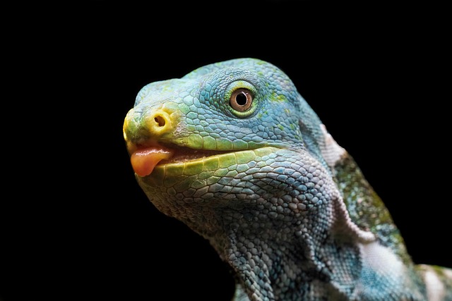 Free iguana lizard animal illustration