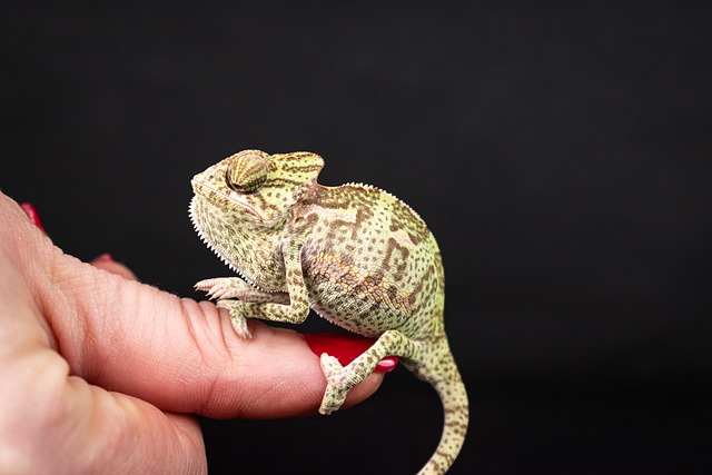 Free Veiled Chameleon Reptile photo and picture