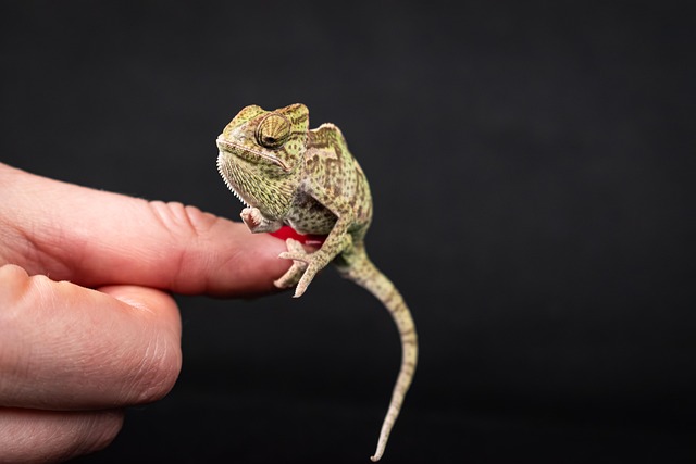 Free Veiled Chameleon Reptile photo and picture