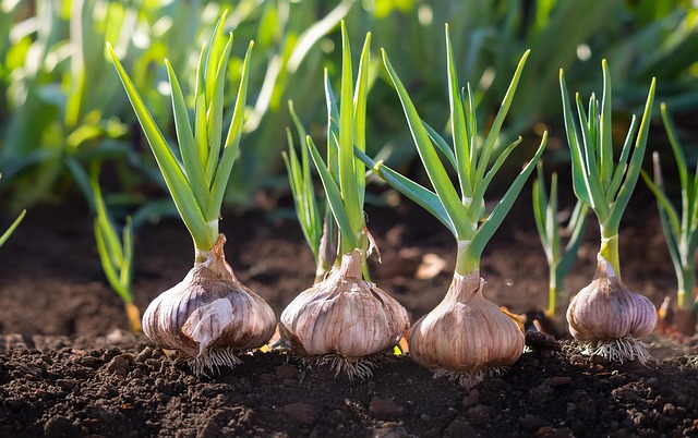 Free ai generated garlic vegetable illustration