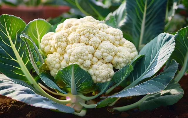Download free HD stock image of Ai Generated Vegetable Free ai generated vegetable cauliflower illustration