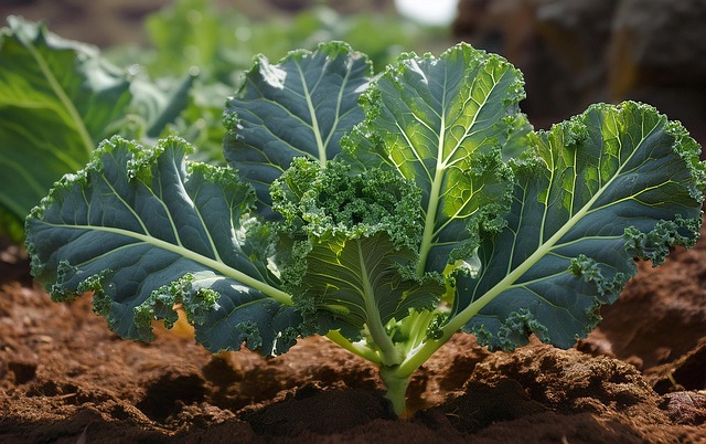 Free ai generated curly kale vegetable illustration