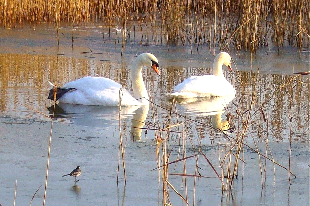 Cisne, Cisnes En El Estanque De Invierno