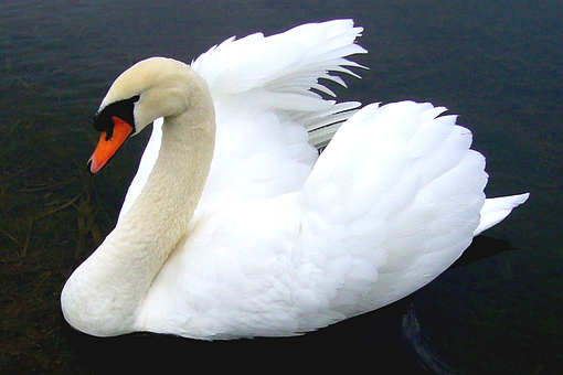 Free Cob Swan On Pond Pretty White Swan illustration and picture