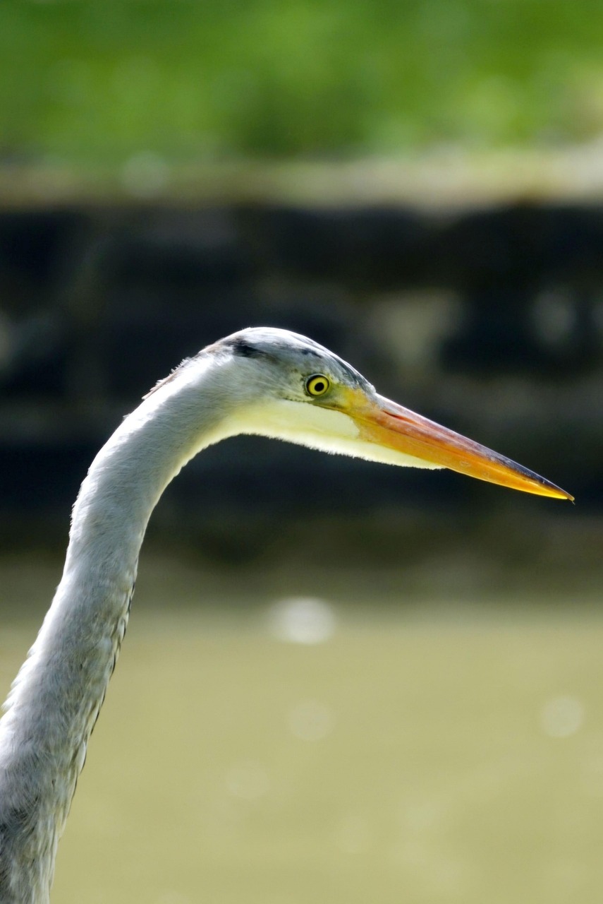 鳥 灰色のサギ サギ - Pixabayの無料写真